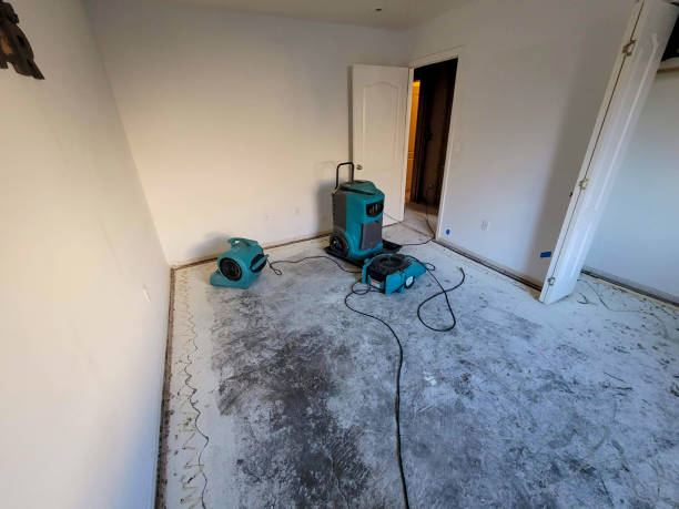 Best Mold removal after water damage  in Wabasso Beach, FL